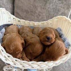 Beautiful f1 cockapoo’s 1  1  left!! //Female/NaN,We are thrilled to announce that our beautiful honey has given birth to eleven!! very beautiful / healthy F1 cockapoo’s. 4 girls  7 boys  Puppies was born on 25/09/26 and will be ready to leave for their new homes 20/11/26  Mum is our much loved family pet she is a show type cocker spaniel Dad is a red miniature poodle ATAT/ Bb / NEM / NKB health tested who has already produced outstanding litters and we are very proud to be apart of one of those This is honeys second and last litter she is proving to be an excellent mum to her pups which comes as no surprise as she has such a loving temperament and loves a cuddle she has been brought up in our family home and is well socialised with children and other dogs she has took to motherhood so well and we are just so proud of our fur baby  Puppies will leave vet checked , Microchipped with a puppy pack which will include : 1 bag of puppy biscuits , training pads and a blanket with mums scent on This breed is perfect for a loving active family home and benefits from being hypoallergenic non shedding fur perfect for children and allergy sufferers  I’m available to do FaceTime / WhatsApp viewings so if you have any questions please don’t hesitate to get in touch I will be more than happy to answer any questions and help out A £200 non refundable deposit will be required to secure a pup of your choice   