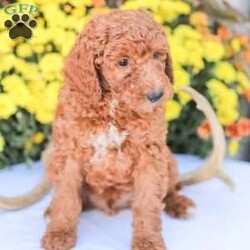 Big Boy/Miniature Poodle									Puppy/Male	/11 Weeks,Meet our happy and Docile Miniature Poodles! These puppies are always so happy and just absolutely love snuggles and pets! 