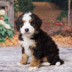 Keanu/Mini Bernedoodle									Puppy/Male	/7 Weeks