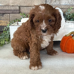 Adopt a dog:Aisha/Cavapoo/Female/,Hi, I'm Aisha! I'm a 9-week-old female Cavapoo. My dad is a Poodle and my mom is a Cavalier King Charles Spaniel. I have a beautiful red coat, and I was born on August 21. I'll be ready to go home to my forever family after October 17, once I'm grown enough to leave my litter. When I reach my adult size, I should weigh between 9–12 lbs. I'm ACHC registered. Your lap looks like the perfect spot for my puppy naps.