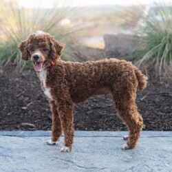 Colton/Cavapoo									Puppy/Male	/10 Weeks,Meet Colton! He is a handsome guy also with a nice patch of white on his throat and chest. He is ready to be your best friend! He will bring a smile to your face when you come home after a long day at work or will be happy to wake you up with puppy kisses! 