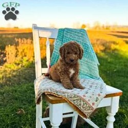 Charlie/Mini Goldendoodle									Puppy/Male	/August 20th, 2026,Charlie is a beautiful f1b goldendoodle who has been family raised, grown up around cats and other dogs. Charlie loves to play with kids and running around outside chasing his tail and our kittens. 