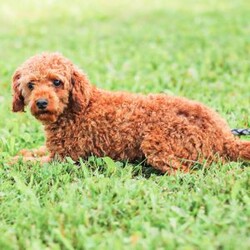 Shortcake/Cockapoo									Puppy/Female	/13 Weeks,Meet our Sweet little Shortcake! Our adorable Cockapoo puppy. She is family raised and is a sweet lap puppy and our 4 year old plays with her for hours every day and she loves the attention! She has spent lots of time on a leash and does very well with it.