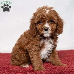 Colton/Cavapoo									Puppy/Male	/10 Weeks,Meet Colton! He is a handsome guy also with a nice patch of white on his throat and chest. He is ready to be your best friend! He will bring a smile to your face when you come home after a long day at work or will be happy to wake you up with puppy kisses! 