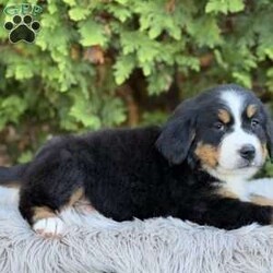 Zoey/Bernese Mountain Dog									Puppy/Female	/7 Weeks,Meet Zoey, She’s such a fluffy,sweet cuddle bug:) Has an amazing temperament!  loves to play with the kids so is very playful and kid friendly,but then also has a chill/cuddly side making her. The best of both worlds;) She really will make a great addition to any family…