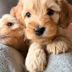 Cavapoochon x puppies //Female/NaN, GORGEOUS CAVAPOOCHON CROSS PUPPIES LOOKING FOR THEIR FOREVER HOMES 