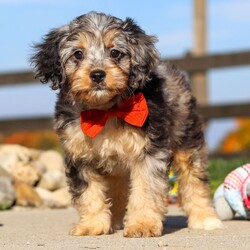 Adopt a dog:Everest/Cavapoo/Female/,Hi, I'm Everest! I'm an 11-week-old male Cavapoo. My dad is a Poodle and my mom is a Cavalier King Charles Spaniel. I have a beautiful blue merle & tan coat, and I was born on August 8. I am ready now to plan my trip to my forever family. Once I reach my adult size, I'm expected to weigh between 12–14 lbs. My bags are packed because my breeder told me that I am going to go start the adventure of my life with my forever family.