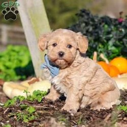 Enzo/Maltipoo									Puppy/Male	/7 Weeks,Hi, I’m Enzo! I’m a very cute Maltipoo puppy with an adorable face, a soft, fluffy coat, and a sweet, lovable personality. I’m playful, curious, and always ready to explore my surroundings, play with toys, and enjoy lots of love and attention. I can’t wait to meet my forever family and fill their home with cuddles, fun, and plenty of happy memories. I’m looking forward to finding my new best friend and sharing so many wonderful adventures together!