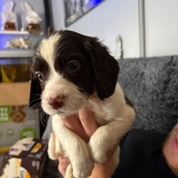 Springer spaniel puppies //Female/NaN,Litter of 9 beautiful springer pups only 4 left 3 girls 1 boy mum and dad both owned by us and live in our family home used to young children and teenagers   pups will come with 1st vaccination I'd chip health check flea and wormed 