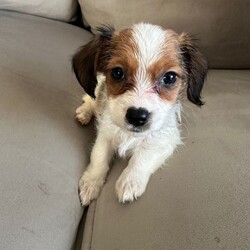 Adopt a dog:1 beautiful Cavajack boy puppy //Female/NaN,I have 1 beautiful healthy Cavajack boy puppy. The Dad is Cavalier King Charles spaniel and a Jack Russell/Shih tzu mother. The puppy had his first vaccination and has been microchipped flea and wormed treated. The puppy is 8 weeks old and ready to leave now.