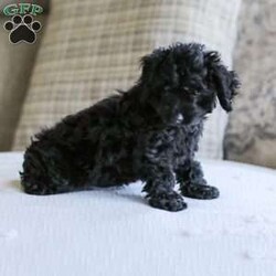 Shortcake/Cockapoo									Puppy/Female	/13 Weeks,Meet our Sweet little Shortcake! Our adorable Cockapoo puppy. She is family raised and is a sweet lap puppy and our 4 year old plays with her for hours every day and she loves the attention! She has spent lots of time on a leash and does very well with it.