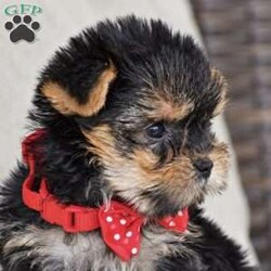 Molly – Teacup/Yorkie									Puppy/Female	/August 15th, 2026,Welcome to Royalty Pets! We’re Omar and Linda Fisher, and together with our two boys, we’re grateful to call the Bird-in-Hand, Pennsylvania area home. Our journey into dog breeding began with Omar’s deep love for Yorkies. There was something about their personality, companionship, and character that captured his heart. Over time, that love expanded to other breeds, and what began as an interest grew into a family breeding program. Each pup in this litter will come with AKC registration paperwork; limited but breeding rights available for an extra cost. 2 year health guarantee, Microchipped, Informational packet & more! Both parents to this litter are genetic health tested & the mother has 7 champion in her 4 generation pedigree!! Mom is 5lb & Dad is 4.5lb. If you’re interested in any of these amazing puppies please reach out to us today to reserve yours!