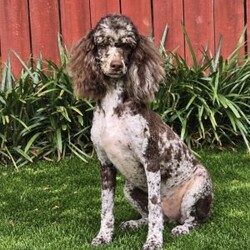 Noble/Mini Aussiedoodle									Puppy/Male	/13 Weeks,To contact the breeder about this puppy, click on the “View Breeder Info” tab above.