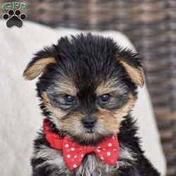 Molly – Teacup/Yorkie									Puppy/Female	/August 15th, 2026,Welcome to Royalty Pets! We’re Omar and Linda Fisher, and together with our two boys, we’re grateful to call the Bird-in-Hand, Pennsylvania area home. Our journey into dog breeding began with Omar’s deep love for Yorkies. There was something about their personality, companionship, and character that captured his heart. Over time, that love expanded to other breeds, and what began as an interest grew into a family breeding program. Each pup in this litter will come with AKC registration paperwork; limited but breeding rights available for an extra cost. 2 year health guarantee, Microchipped, Informational packet & more! Both parents to this litter are genetic health tested & the mother has 7 champion in her 4 generation pedigree!! Mom is 5lb & Dad is 4.5lb. If you’re interested in any of these amazing puppies please reach out to us today to reserve yours!