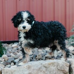 Teddy/Mini Bernedoodle									Puppy/Male	/8 Weeks,Meet these beautiful, playful, lovable Mini Bernedoodle puppies! They are family raised with lots of love and care & are well socialized with children. They will be vet checked and up to date with all vaccines. The father’s name is Taco, he is a minI Bernedoodle. The mother’s name is Tina, she is a Mini Bernedoodle. These adorable pups will make the cutest family pet and loyal companion!