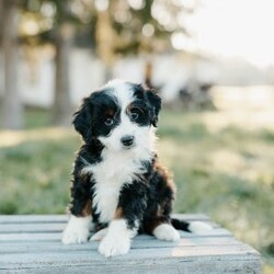 Teddy/Mini Bernedoodle									Puppy/Male	/8 Weeks,Meet these beautiful, playful, lovable Mini Bernedoodle puppies! They are family raised with lots of love and care & are well socialized with children. They will be vet checked and up to date with all vaccines. The father’s name is Taco, he is a minI Bernedoodle. The mother’s name is Tina, she is a Mini Bernedoodle. These adorable pups will make the cutest family pet and loyal companion!