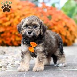 Milo/Bich-Poo									Puppy/Male	/8 Weeks,Meet Milo, an adorable F1 Bichapoo with a sweet expression, a soft, fluffy coat, and a charming personality that is sure to melt your heart! I’m playful, affectionate, and full of personality. I love exploring new surroundings, playing with toys, getting lots of attention, and being part of all the fun. With my loving nature and irresistible charm, I’m sure to bring plenty of happiness, love, and companionship to my forever home.