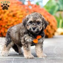 Milo/Bich-Poo									Puppy/Male	/8 Weeks,Meet Milo, an adorable F1 Bichapoo with a sweet expression, a soft, fluffy coat, and a charming personality that is sure to melt your heart! I’m playful, affectionate, and full of personality. I love exploring new surroundings, playing with toys, getting lots of attention, and being part of all the fun. With my loving nature and irresistible charm, I’m sure to bring plenty of happiness, love, and companionship to my forever home.